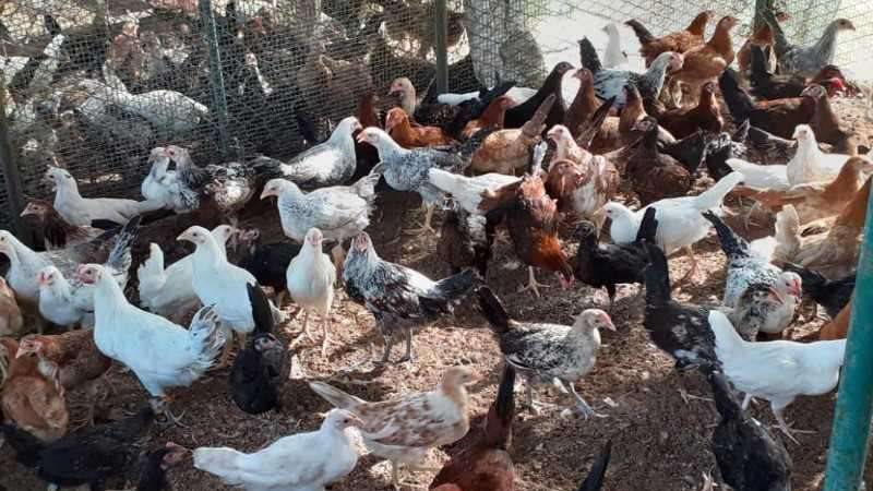 أسعار الدواجن اليوم