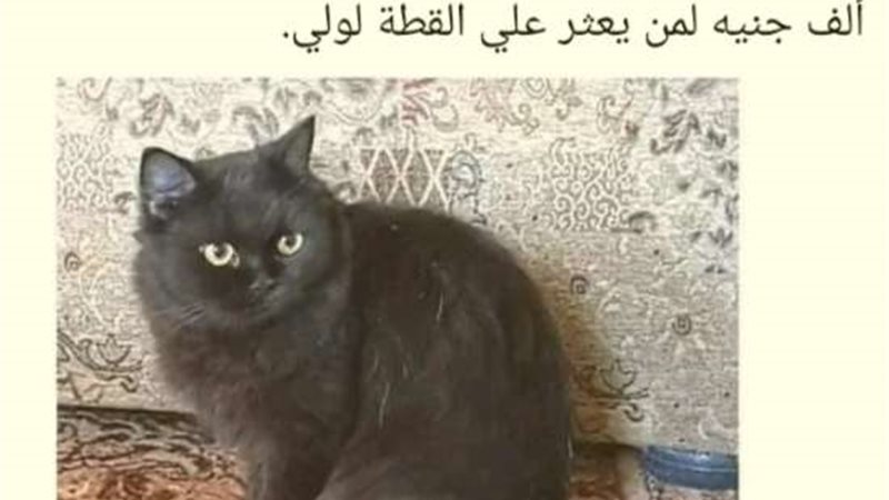 قطة