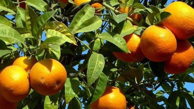 البرتقال