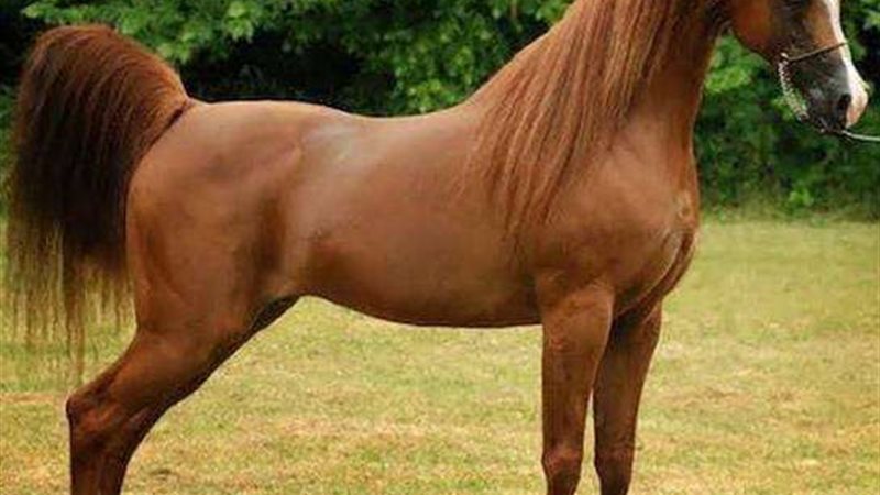 تربيه الخيول العربيه