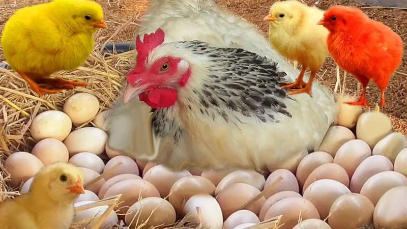 أسعار الدواجن والبيض