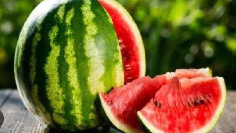 البطيخ