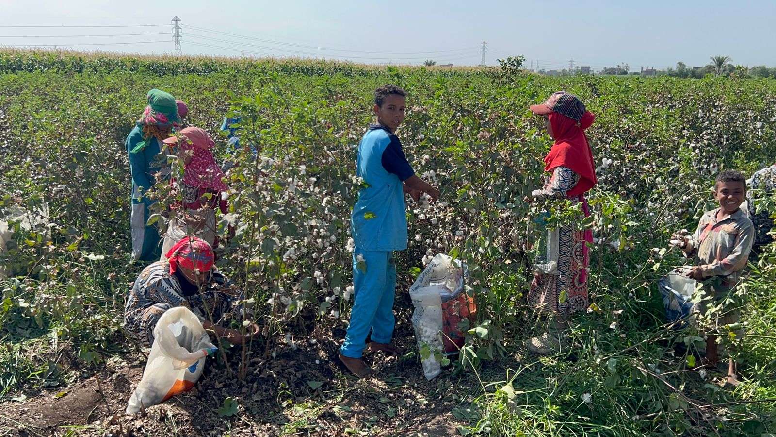 مزارعو القطن بأسيوط يحتفلون بموسم جني المحصول..موسم الخيرات والأفراح 