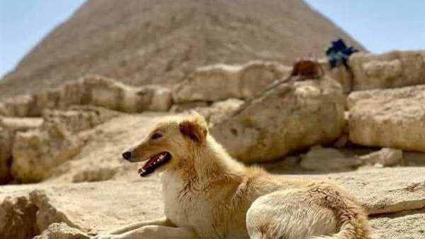 عرض شراء بقيمة 100 ألف جنيه..مصير "كلب الهرم" 